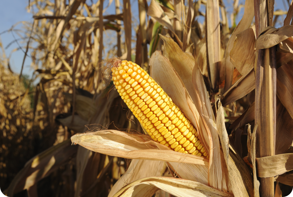 a cob of corn in a field