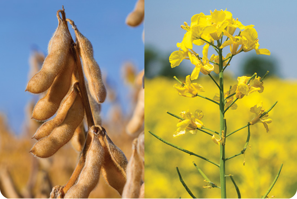 a side by side image of a soy bean plant and a canola flower
