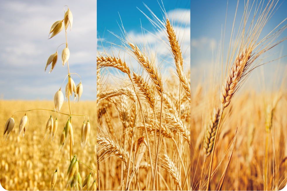 three side by side images of an oat, a wheat and a barley plant